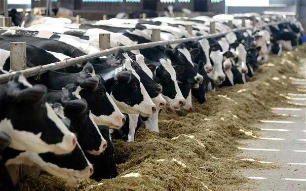 I 10 migliori esempi del settore lattiero -caseario che operano come la mafia
