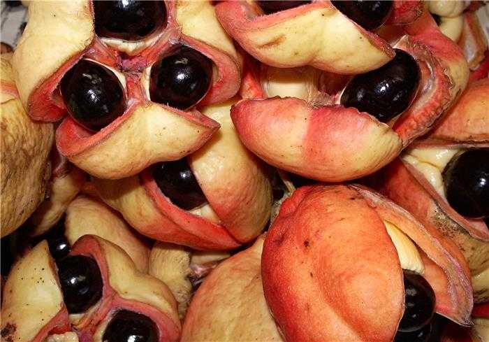 10 najlepszych egzotycznych owoców, o których nie wiedziałeś, że może cię zabić